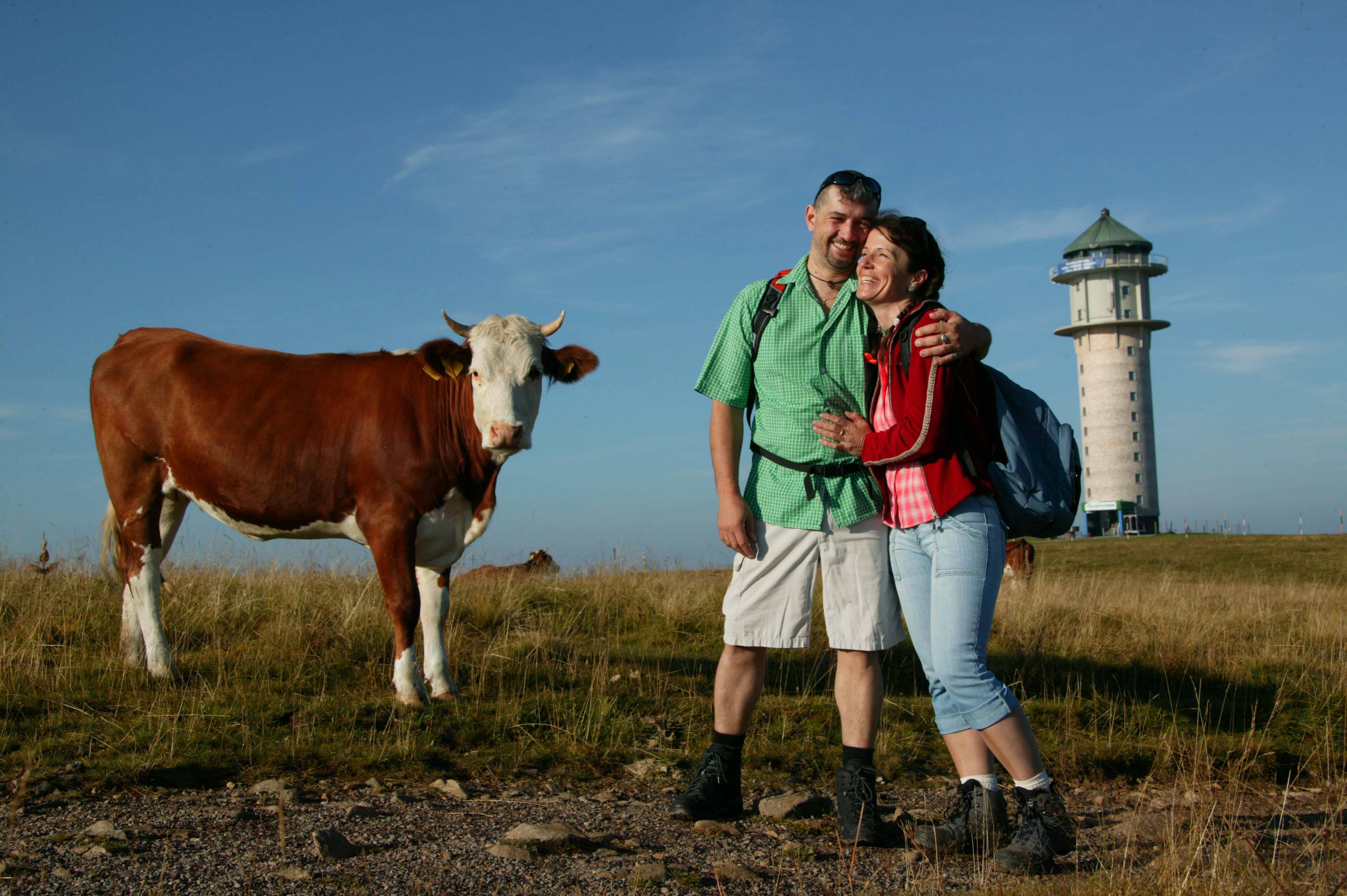 Paar steht auf dem Feldberg neben Kühen auf der Weide