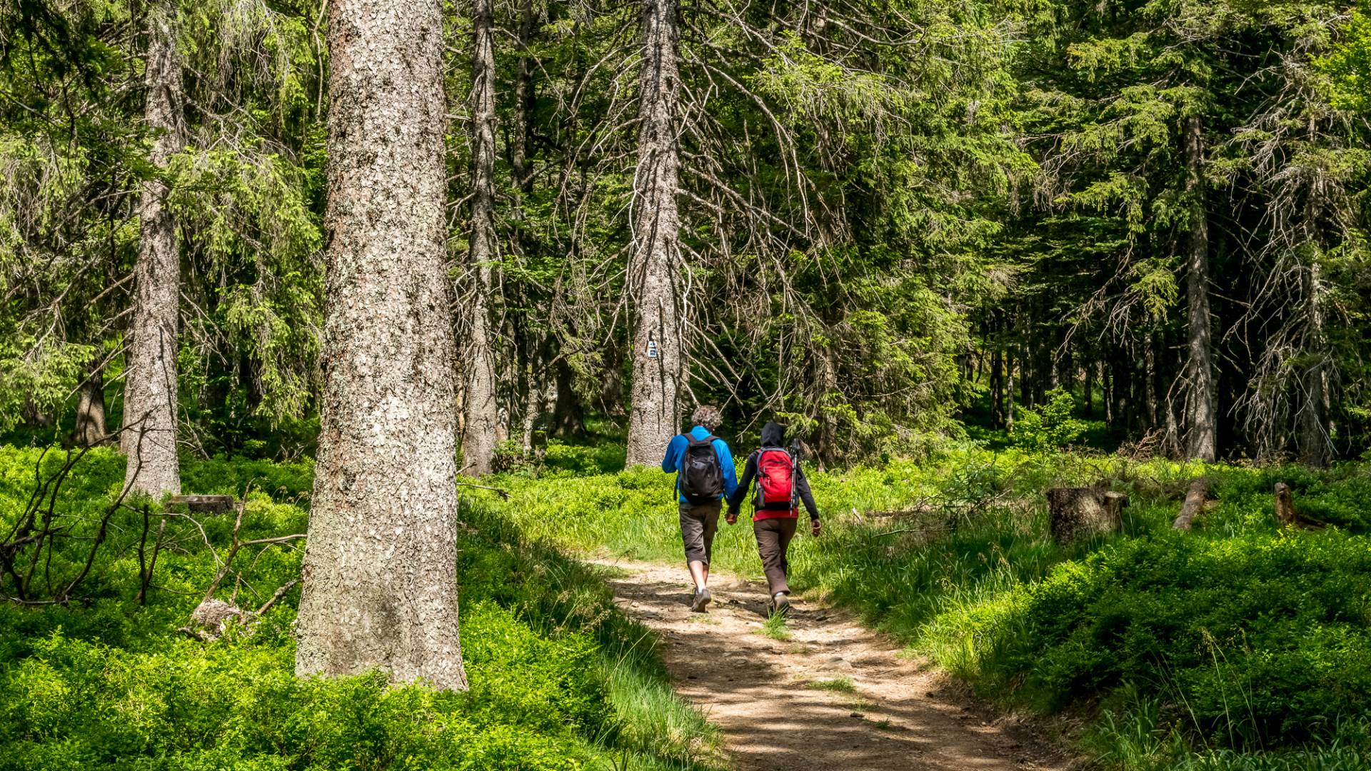 Paar wandert durch den Wald