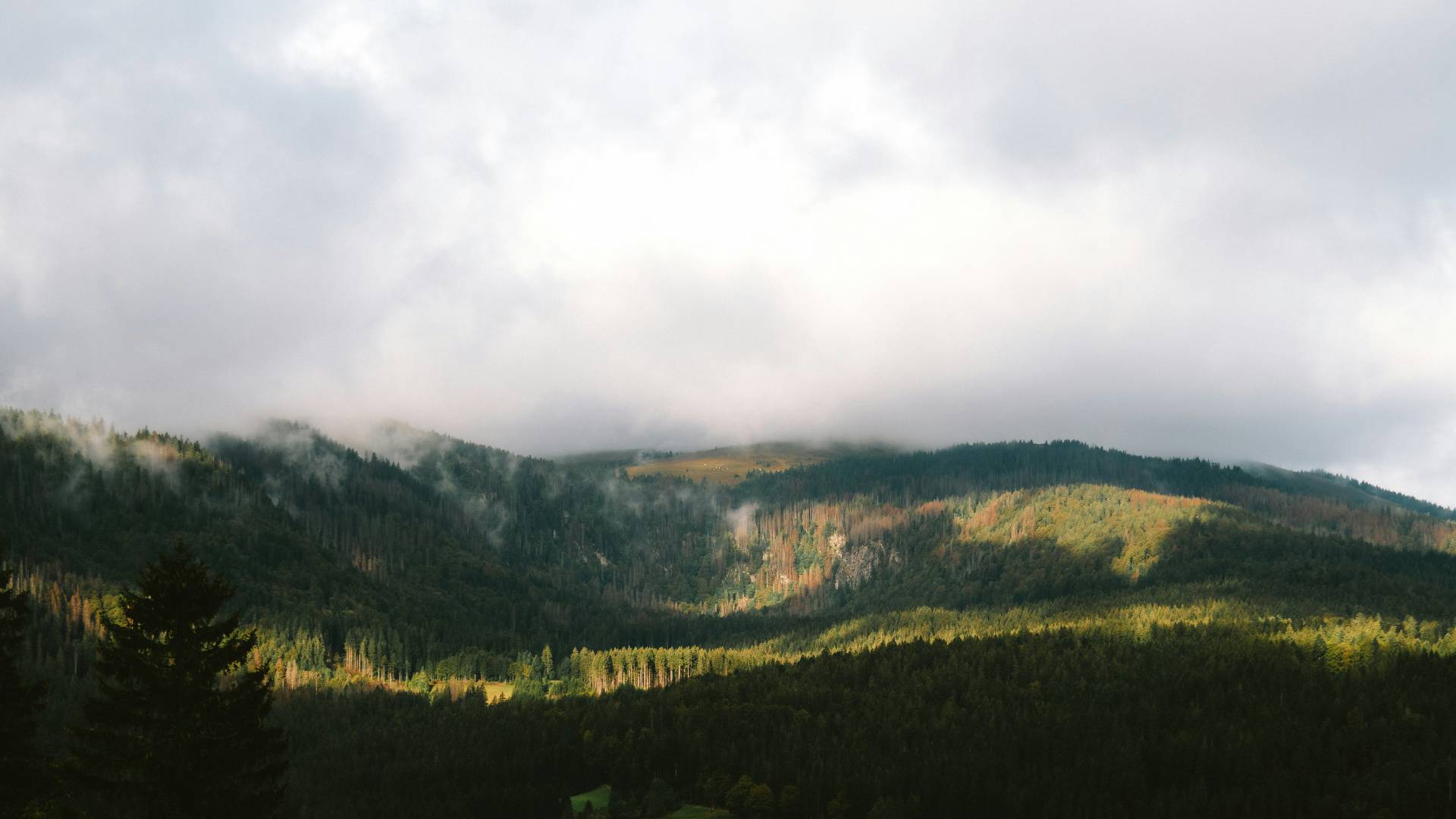 Blick auf den Schwarzwald