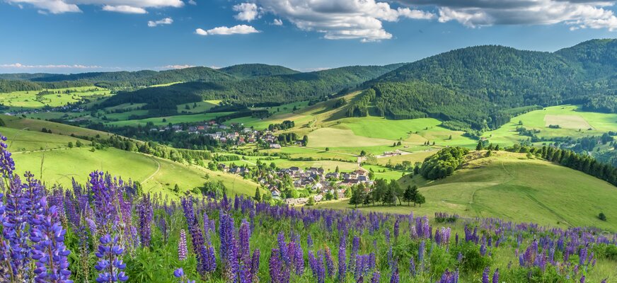 Drohnenaufnahme einer Straße im Schwarzwald zwischen Bäumen