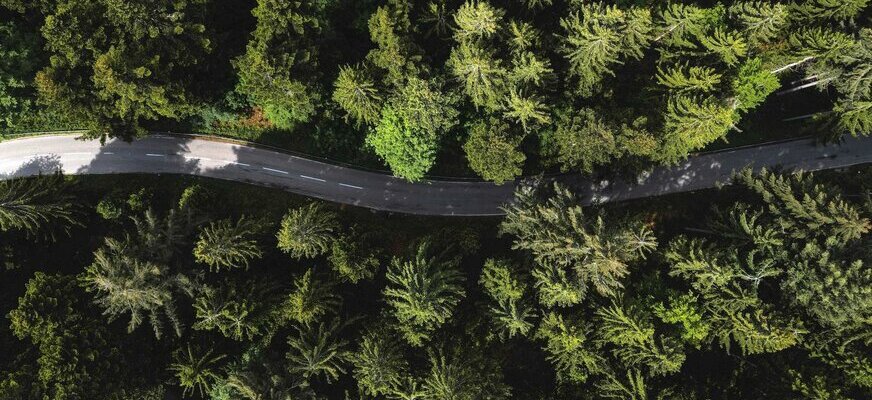 Drohnenaufnahme einer Straße im Schwarzwald zwischen Bäumen